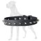 Small Spiked Dog Collar for Great Dane