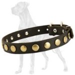 Studded Leather Great Dane Collar