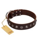 "Dark Chocolate" Handmade FDT Artisan Brown Leather Great Dane Collar with Studs