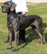 Heavy-Duty Leather Great Dane Harness for Training
