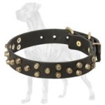 Studded Leather Dog Collar for Great Dane