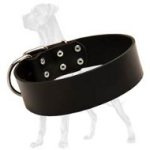 Premium Quality Leather Collar for Great Dane - 2 Inch Wide