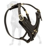 Y-Shaped Leather Harness for Great Dane