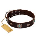 "Magic Stones" FDT Artisan Brown Leather Great Dane Collar with Chrome Plated Brooches and Studs