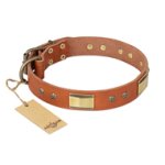 'Enchanting Spectacle' FDT Artisan Great Dane Tan Leather Dog Collar with Golden-Like Studs - 1 1/2 inch (40 mm) wide