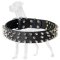 Tremendous Great Dane Collar with 3 Rows of Nickel Plated Spikes