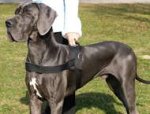 Patrol and Tracking Nylon Harness for Great Dane