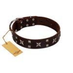 "Bigwig Woof" FDT Artisan Brown Leather Great Dane Collar with Chrome Plated Stars and Square Studs
