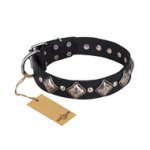 'Silver Charm' FDT Artisan Great Dane Leather Collar with Plates and Studs