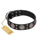 "Sun in Shining" Modern FDT Artisan Black Leather Great Dane Collar with Studs and Stars