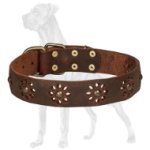 Tremendous Leather Great Dane Collar with Flower Adornments