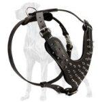 Leather Great Dane Harness with Nickel Plated Spikes