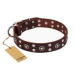 'Pirate Treasure' FDT Artisan Exciting Brown Leather Great Dane Dog Collar with Studs