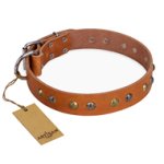 'Golden'n'Silver Luxury' FDT Artisan Leather Great Dane Collar with Engraved Studs