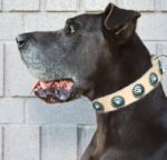Elegant High-Quality Leather Great Dane Collar with Conchos