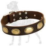 High Quality Leather Dog Collar for Great Dane with Vintage Ovals