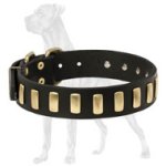 Tremendous Leather Great Dane Collar with Brass Plates