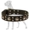 Elegant Leather Great Dane Collar with Nickel Plated Conchos and Studs
