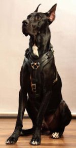 Royal Quality Leather Harness for Great Dane