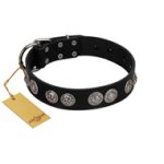 "Magic Amulete" Handcrafted FDT Artisan Black Leather Great Dane Collar with Chrome-Plated Shields