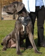 Great Dane Protection Leather Harness