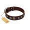 "Choco Brownie" FDT Artisan Brown Leather Great Dane Collar Adorned with Silver-Like Conchos