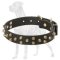 Studded Leather Dog Collar for Great Dane