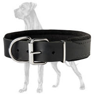 Top Quality Padded Leather Collar for Great Dane
