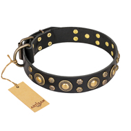 'Baroque Chic' FDT Artisan Studded Black Leather Dog Collar for Walking with Great Dane