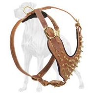 Durable Brass Spiked Leather Great Dane Harness | Y-shaped Chest Plate