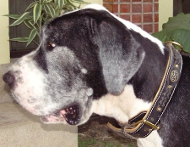 Great Dane Royal Nappa Padded Collar Made of Leather