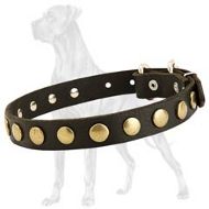 High Quality Leather Great Dane Collar with Brass Circles