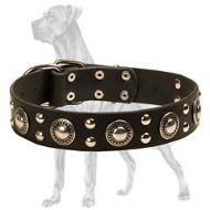 Elegant Leather Great Dane Collar with Nickel Plated Conchos and Studs