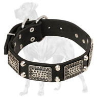 Plated Leather Great Dane Collar with Pyramids