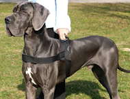 Patrol and Tracking Nylon Harness for Great Dane