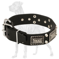  Leather Great Dane Collar with Strong Fittings 