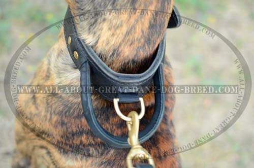 D-Ring on Leather Great Dane Collar 