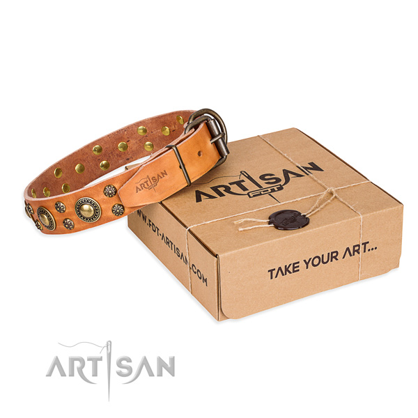Daily leather dog collar with astonishing studs