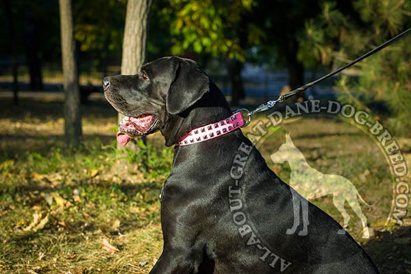 Pink Leather Collar with Nickel Plated Hardware