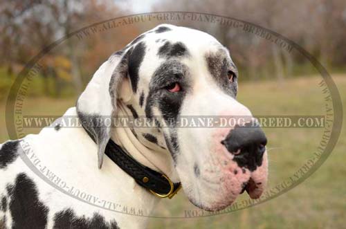 Great Dane Braided Leather Collar Hypoallergenic