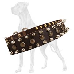 Spiked natural leather Great Dane collar