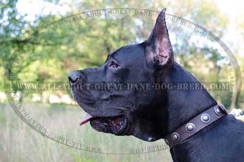 Great-Dane-Breed-Leather-Collar-With-Conchos-Amazing