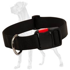 Functional nylon Great Dane collar