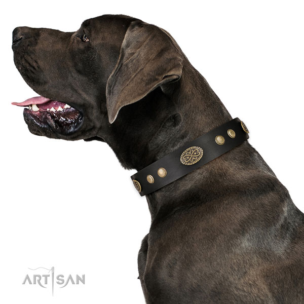 Rust resistant buckle on full grain leather dog collar for stylish walking