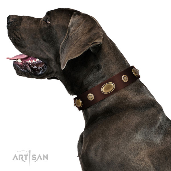 Fancy walking dog collar of natural leather with stunning decorations