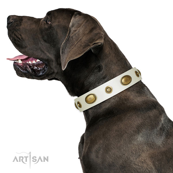 Fancy walking dog collar of genuine leather with unusual studs