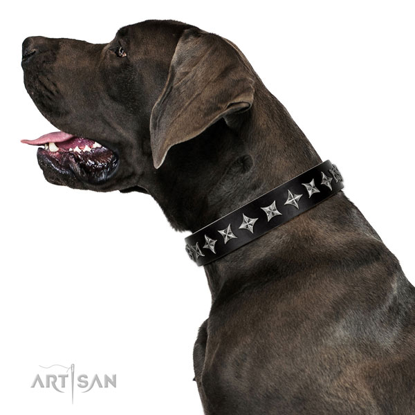 Daily walking adorned dog collar of top notch leather