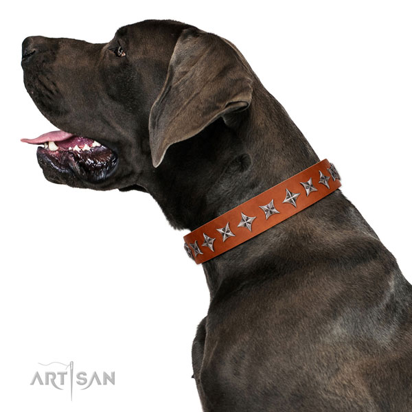 Stylish walking embellished dog collar of top quality natural leather