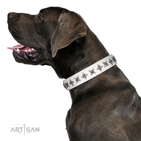 Finest quality leather dog collar with remarkable embellishments