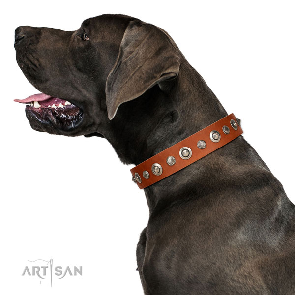 Quality full grain leather dog collar with stylish decorations